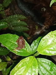 Pristimantis myersi