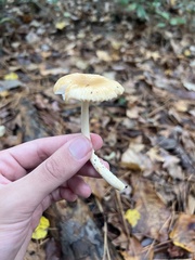Amanita