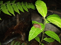 Pristimantis myersi