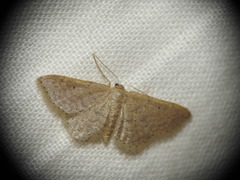 Idaea obsoletaria