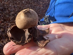 Astraeus hygrometricus