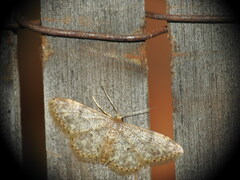Idaea cervantaria