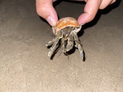 Coenobita