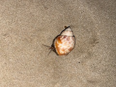 Coenobita