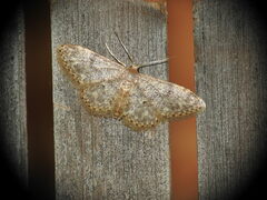 Idaea cervantaria