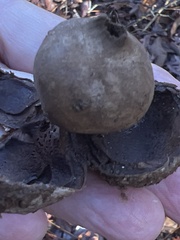 Astraeus hygrometricus