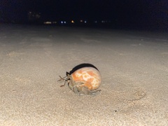Coenobita