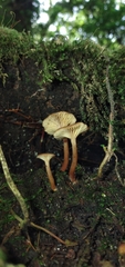 Lactarius rimosellus