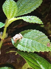 Pristimantis myersi