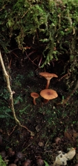 Lactarius rimosellus