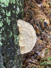 Trametes lactinea