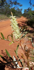 Grevillea parallela