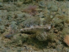 Dactylopus dactylopus