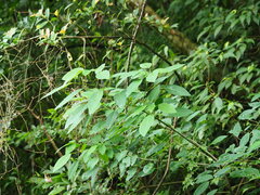 Triadica cochinchinensis