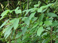 Triadica cochinchinensis