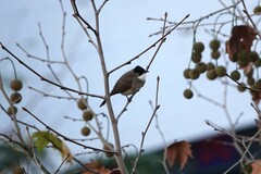 Pycnonotus xanthorrhous