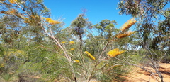Grevillea pteridifolia