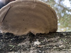 Trametes lactinea