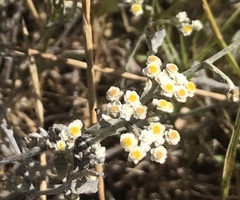 Helichrysum indicum