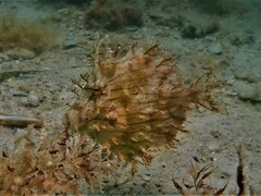 Chaetodermis penicilligerus