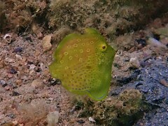 Brachaluteres jacksonianus