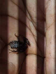 Pristimantis puruscafeum