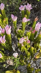 Lachnaea grandiflora