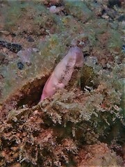 Petroscirtes breviceps