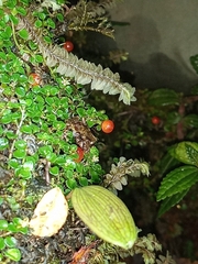 Pristimantis puruscafeum