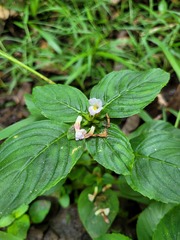 Limnophila rugosa
