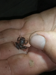 Pristimantis puruscafeum