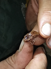 Pristimantis devillei