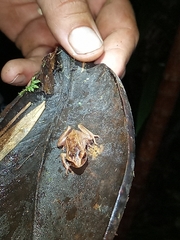 Pristimantis devillei