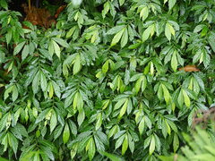 Elatostema lineolatum