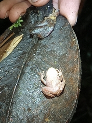 Pristimantis devillei