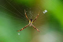 Argiope perforata