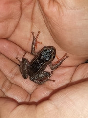 Pristimantis devillei