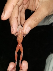 Pristimantis devillei