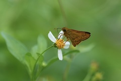 Taractrocerini