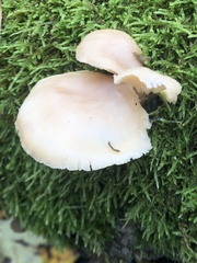 Pleurotus pulmonarius