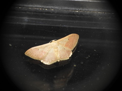 Idaea rubraria
