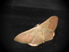 Idaea rubraria