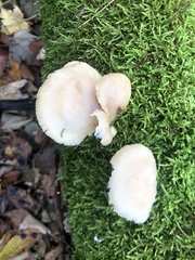 Pleurotus pulmonarius