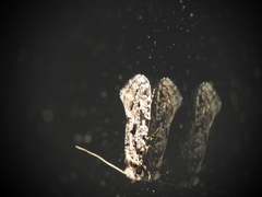 Nemapogon nevadella