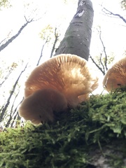 Pleurotus pulmonarius