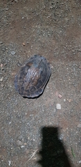 Melanochelys trijuga