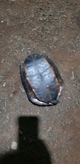 Melanochelys trijuga