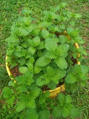 Hesperocnide tenella