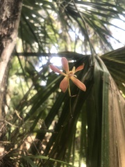 Encyclia tampensis