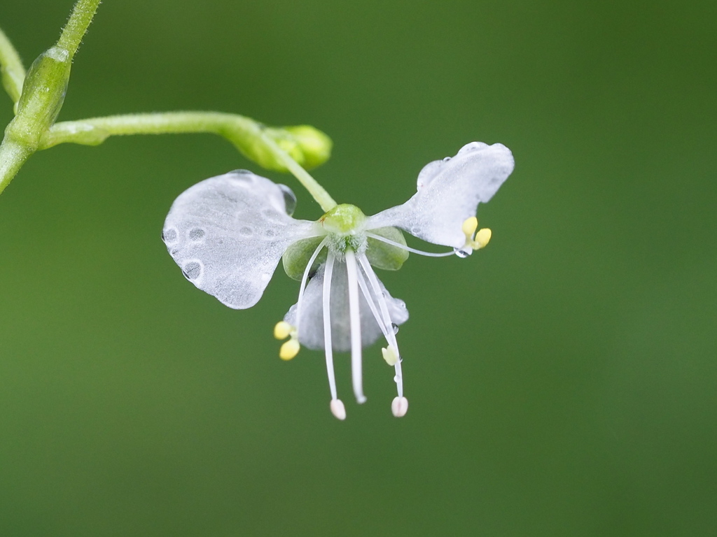 Rhopalephora